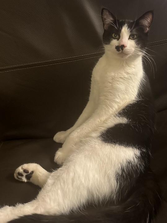 Milo, Adoptable, Kitten Male Domestic Short Hair.