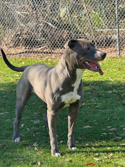 Enlarge Angel - 3, a Adoptable mixed breed in Daytona Beach, FL image 1/2