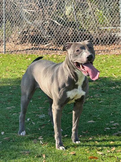 Enlarge Angel - 3, a Adoptable mixed breed in Daytona Beach, FL image 2/2