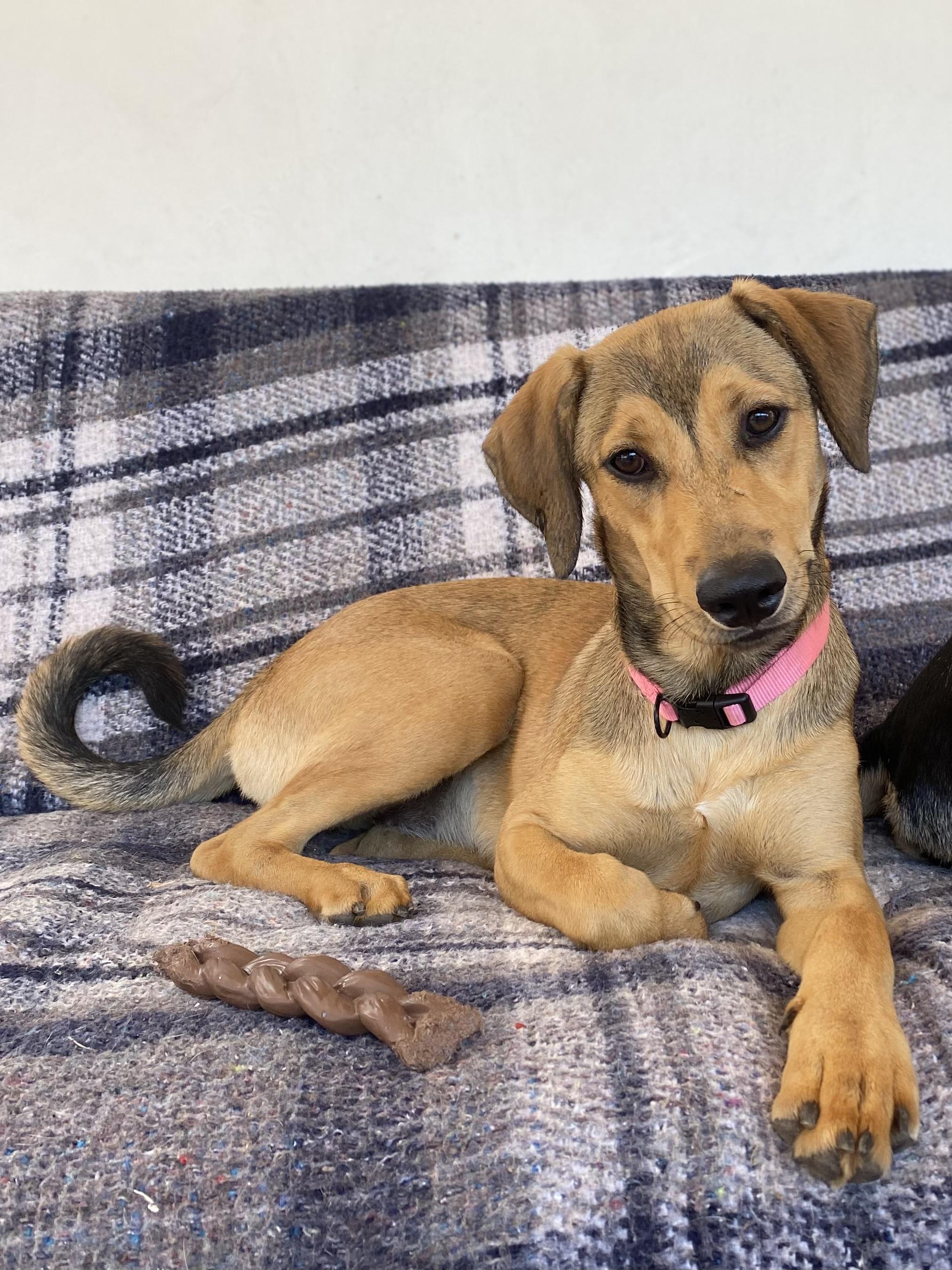 Wrennie, Adoptable, Puppy Female Shepherd & Labrador Retriever.