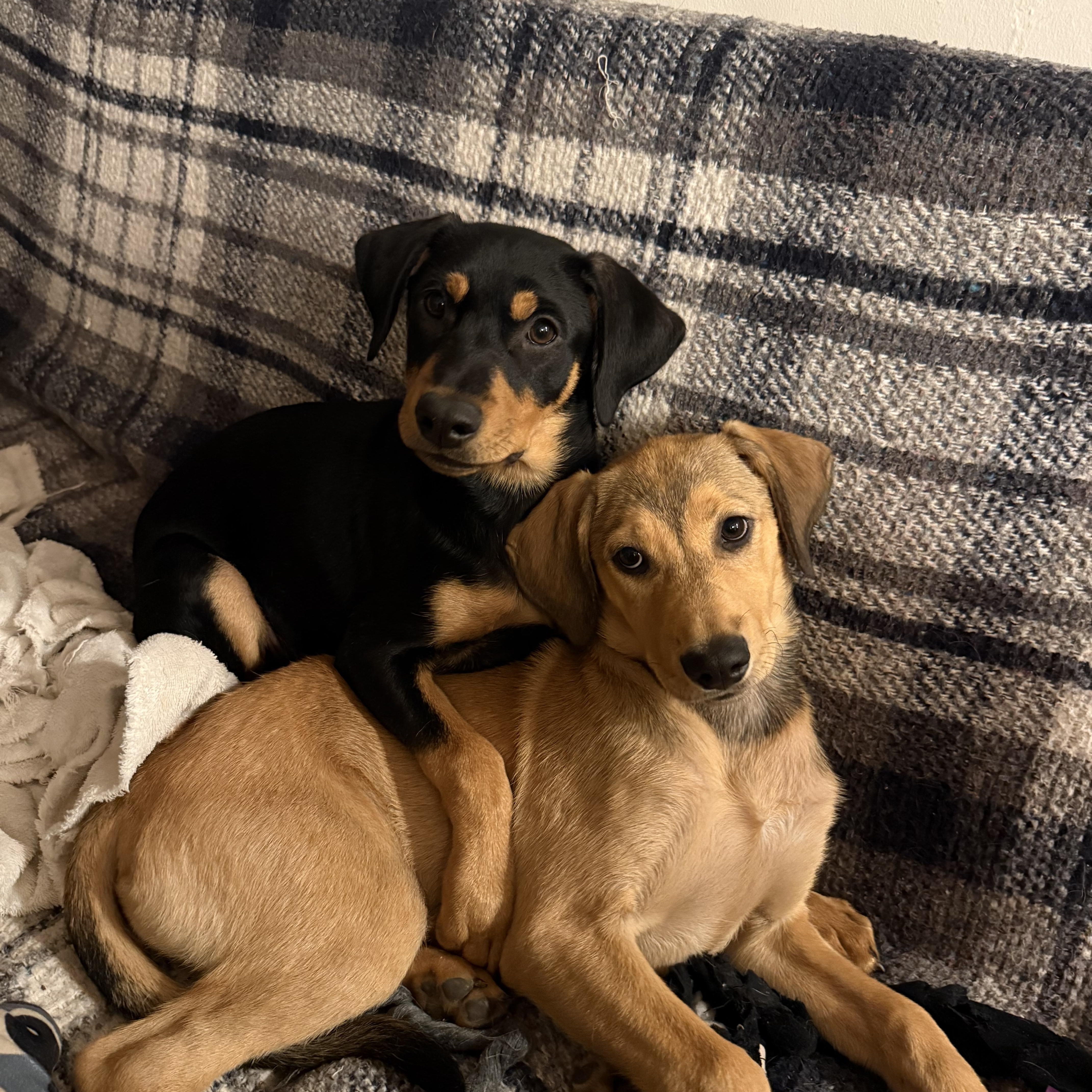 Wrennie, a Adoptable mixed breed in San Diego, CA image 2/6