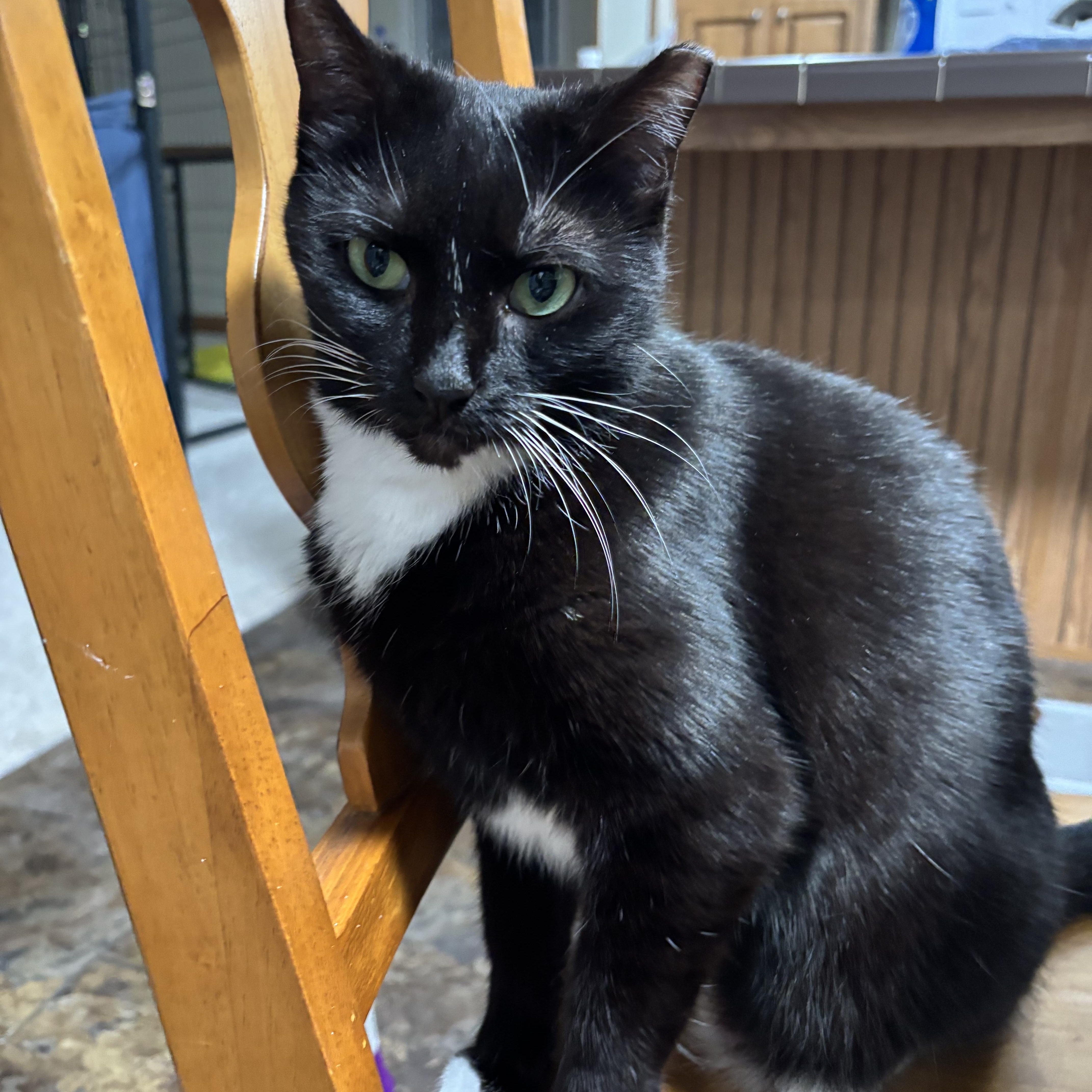 Enlarge Dora the Explorer!, a Adoptable Domestic Short Hair in Palm Coast, FL image 6/6