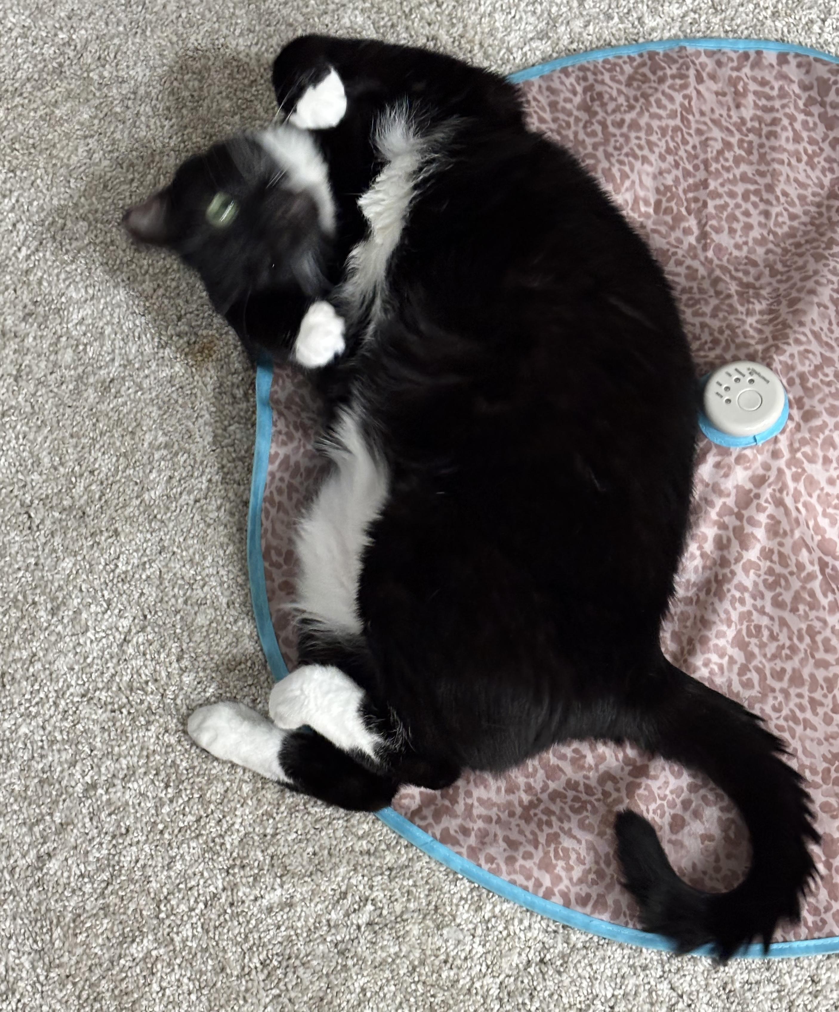 Enlarge Dora the Explorer!, a Adoptable Domestic Short Hair in Palm Coast, FL image 3/6