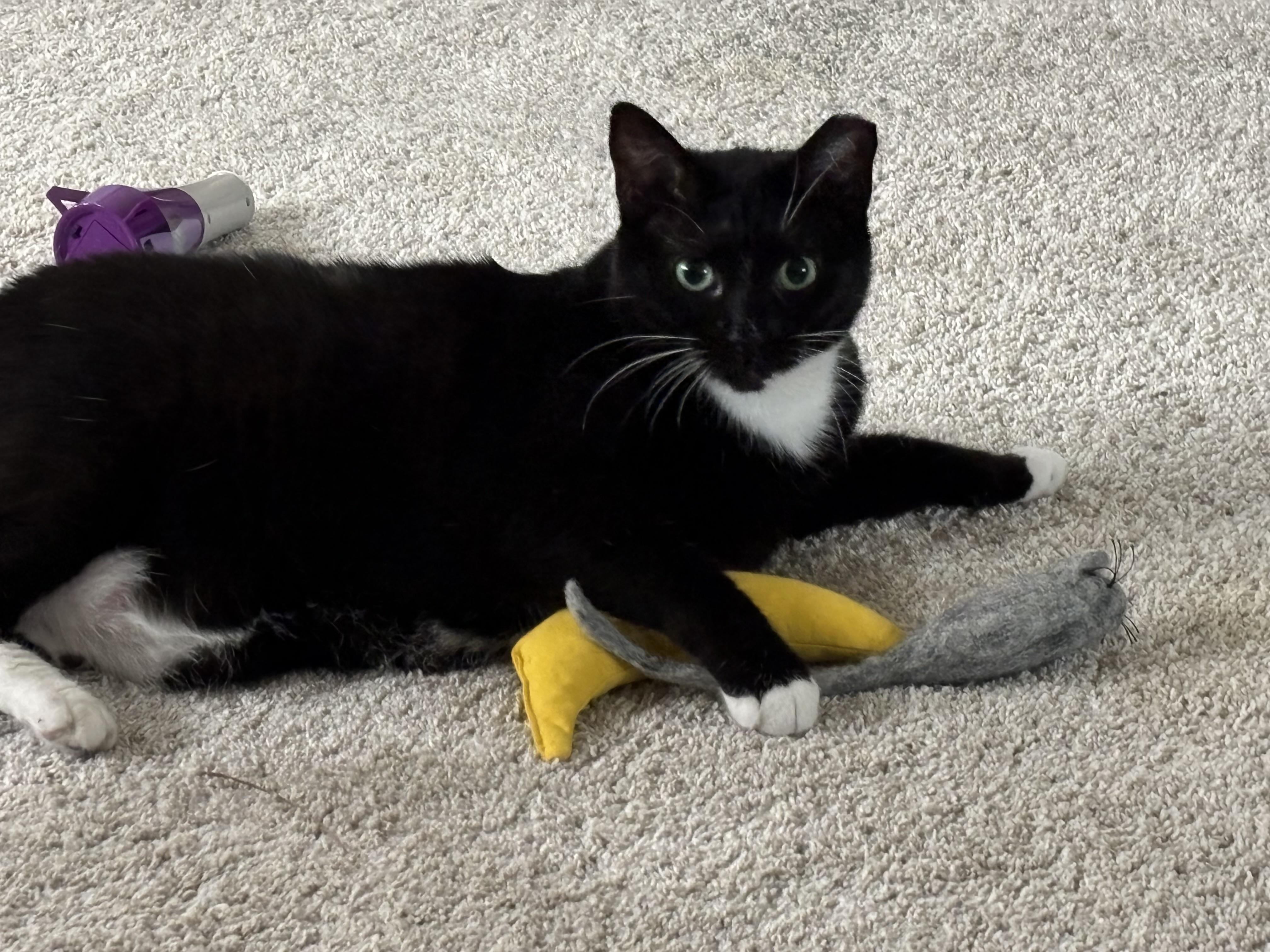 Enlarge Dora the Explorer!, a Adoptable Domestic Short Hair in Palm Coast, FL image 4/6