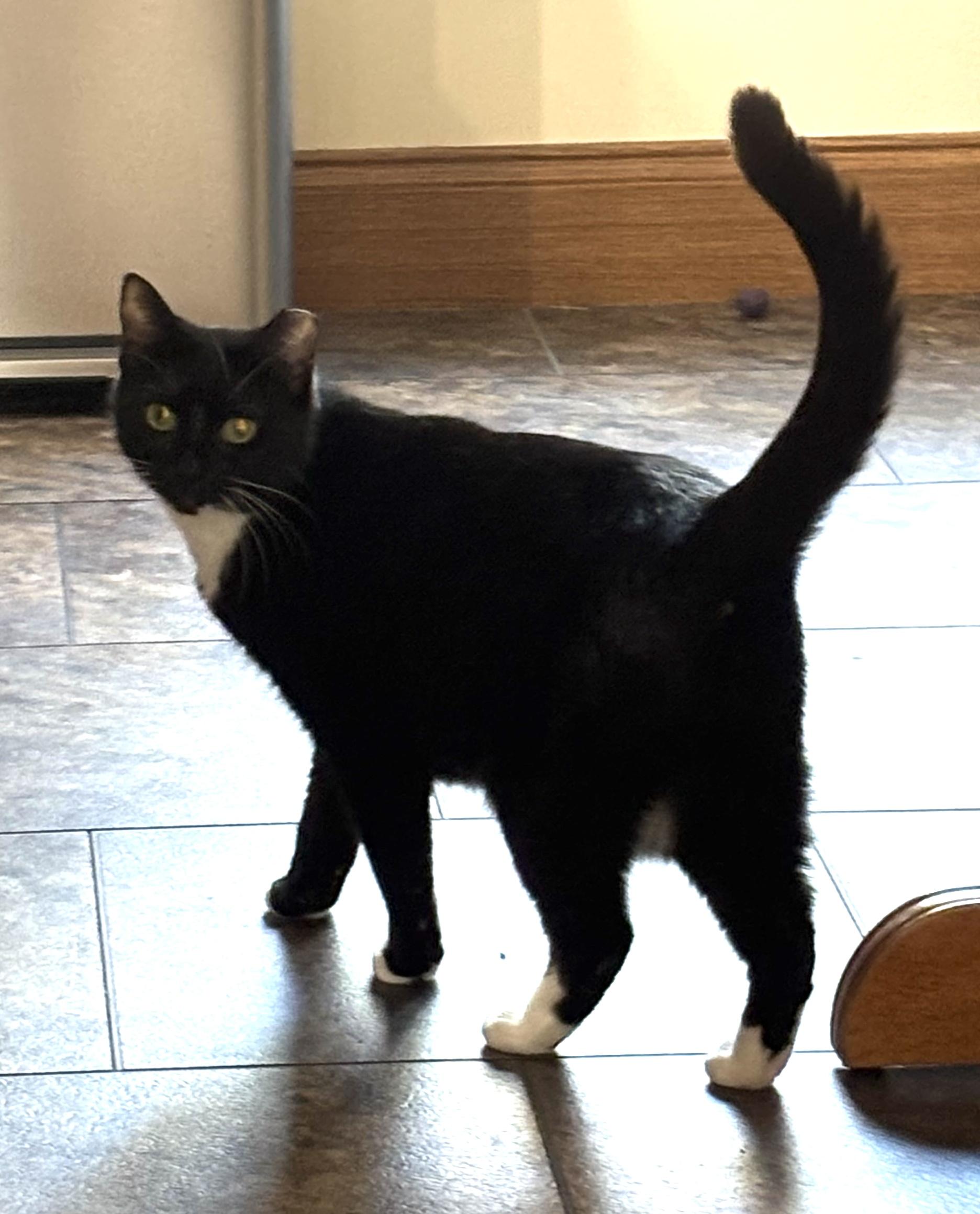 Enlarge Dora the Explorer!, a Adoptable Domestic Short Hair in Palm Coast, FL image 5/6