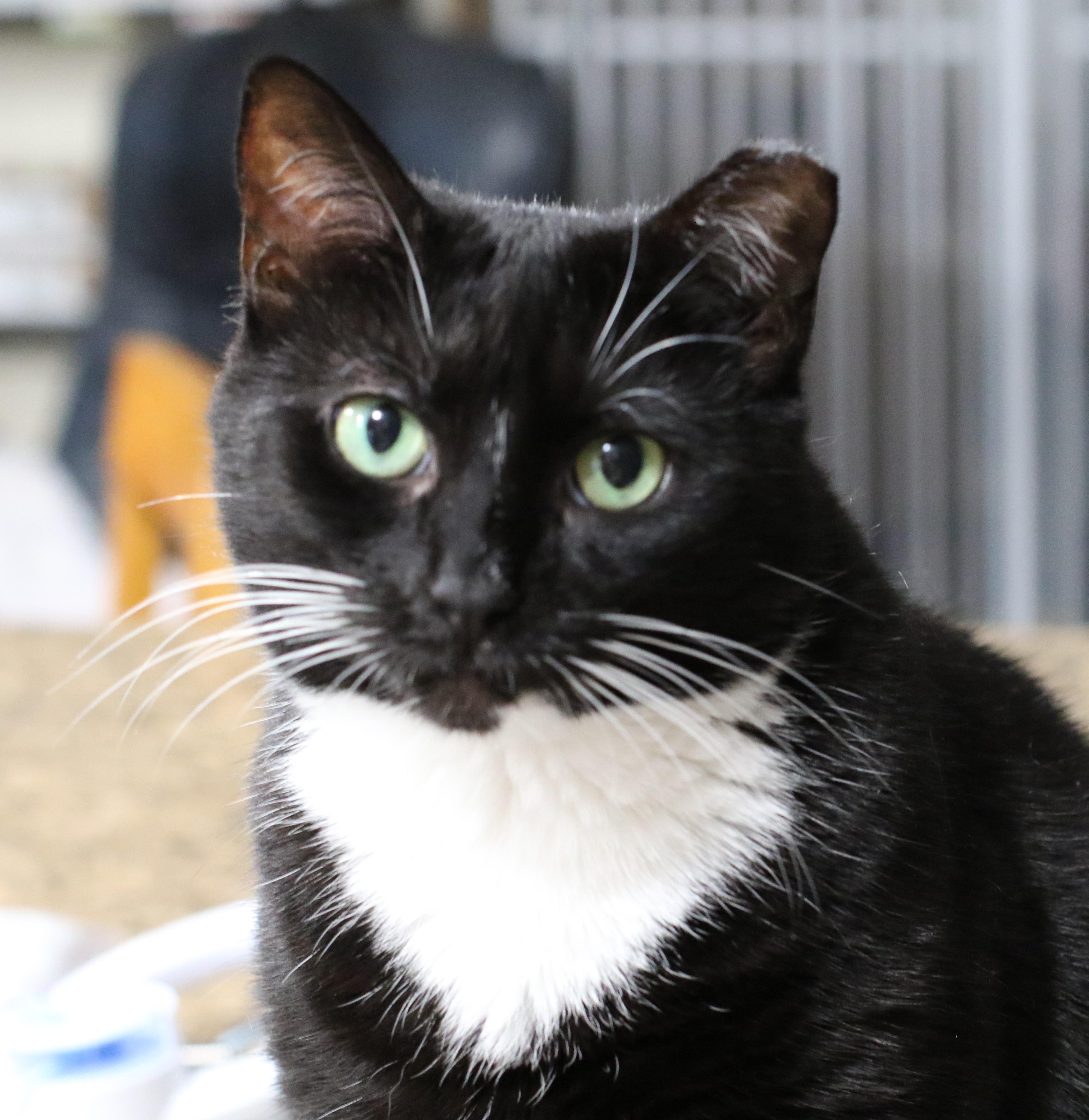 Dora, Adoptable, Adult Female Domestic Short Hair.