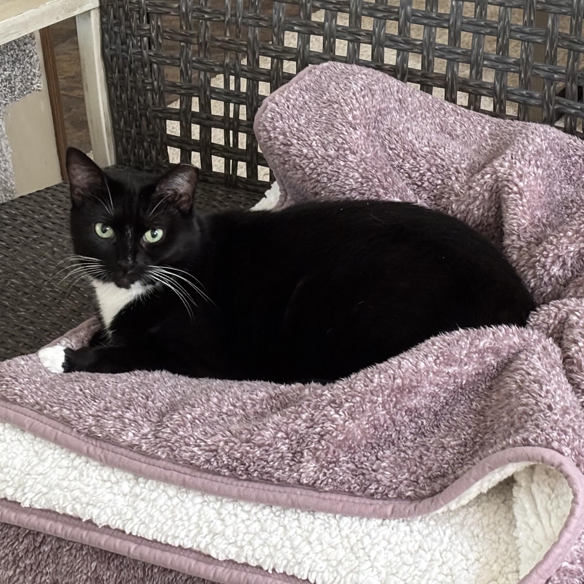 Dora the Explorer!, Adoptable, Adult Female Domestic Short Hair.