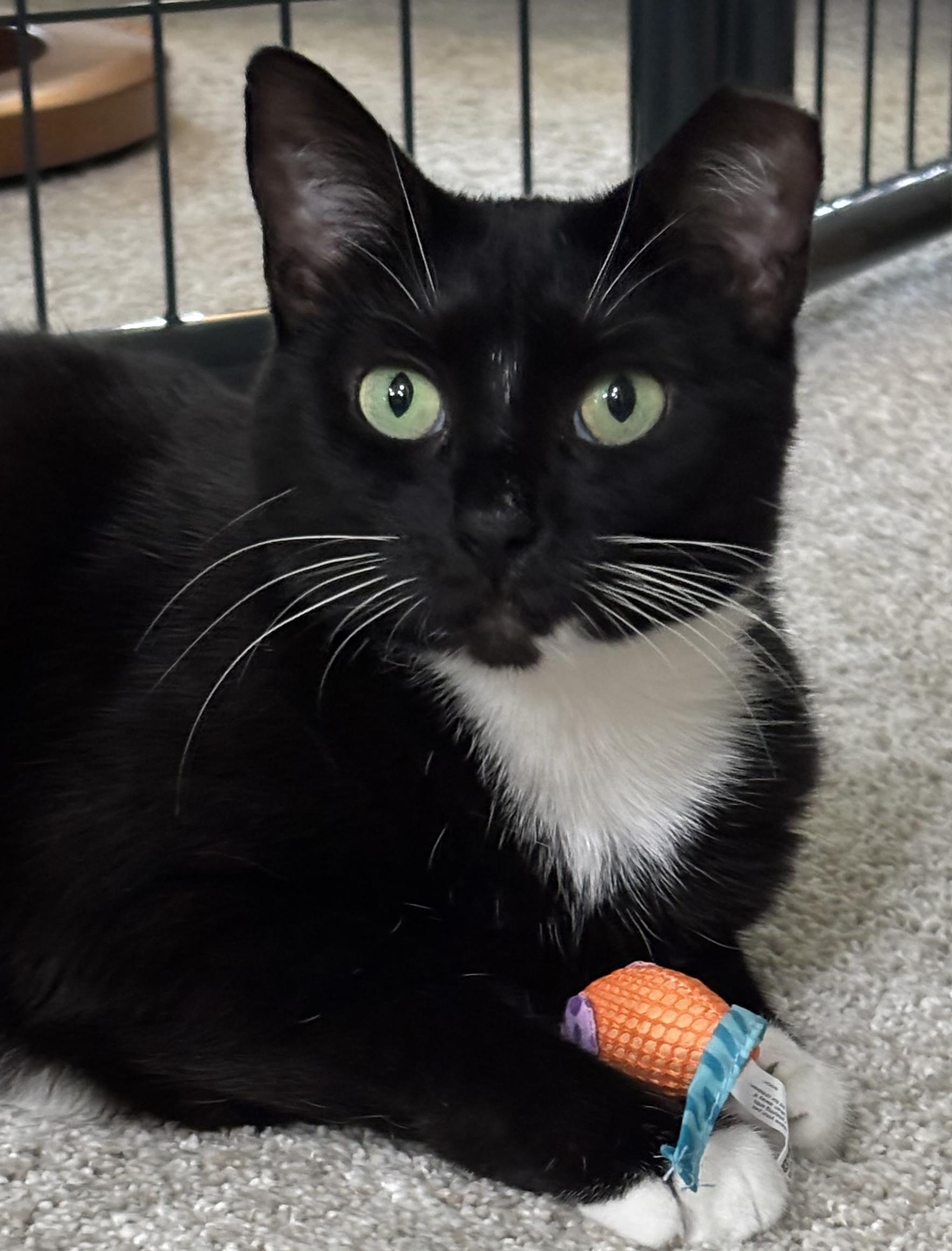 Enlarge Dora the Explorer!, a Adoptable Domestic Short Hair in Palm Coast, FL image 1/6