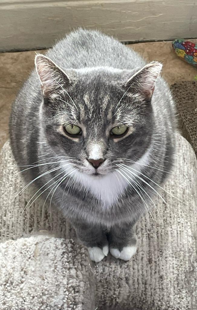 Thor, Adoptable, Adult Male Domestic Short Hair.