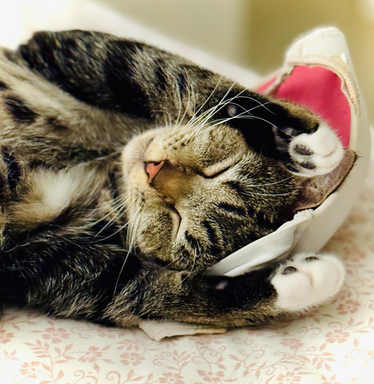 Enlarge Patches, a Adoptable Domestic Short Hair in Manchester, NH image 2/4