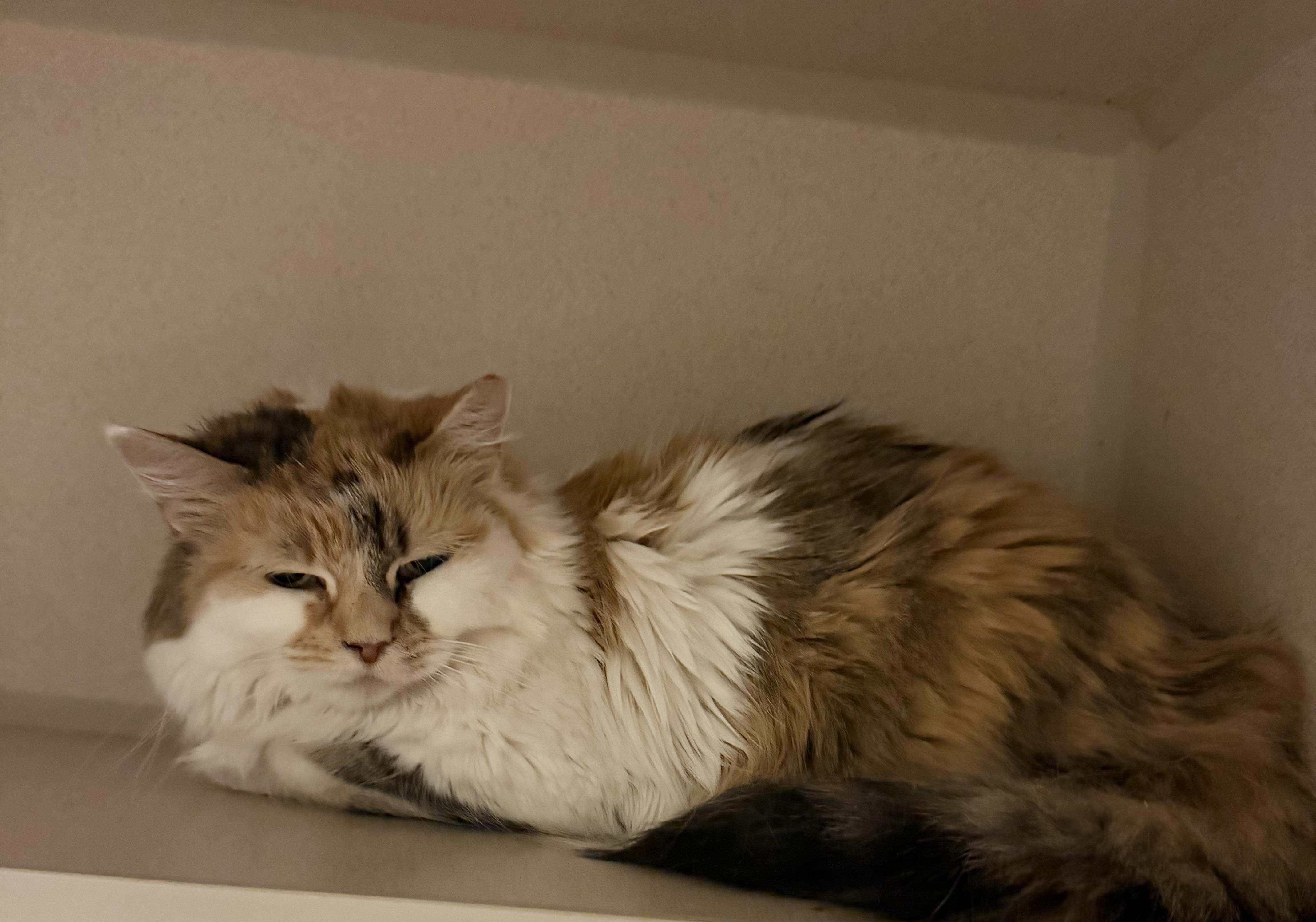 Phoenicia, Adopted, Senior Female Domestic Long Hair.
