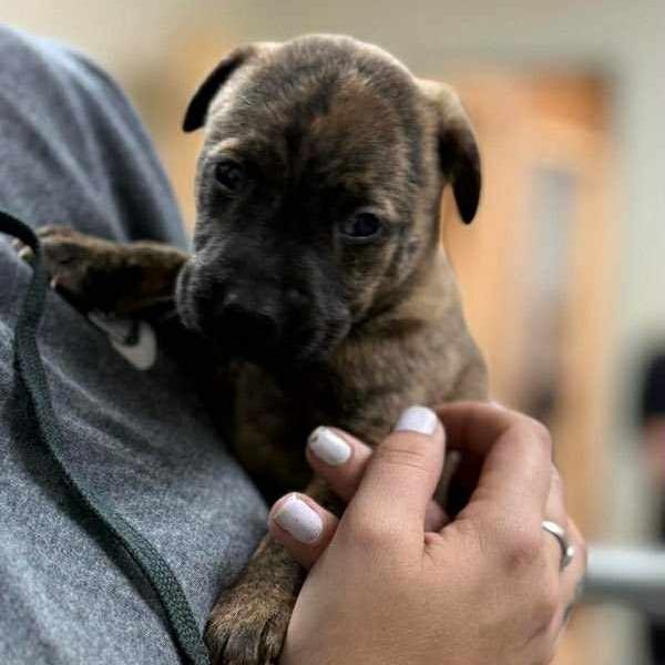 Enlarge CT Acorn, a Adoptable mixed breed in Stormville, NY image 2/2