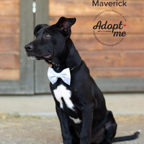Maverick, adopted, Young Male Mixed Breed.