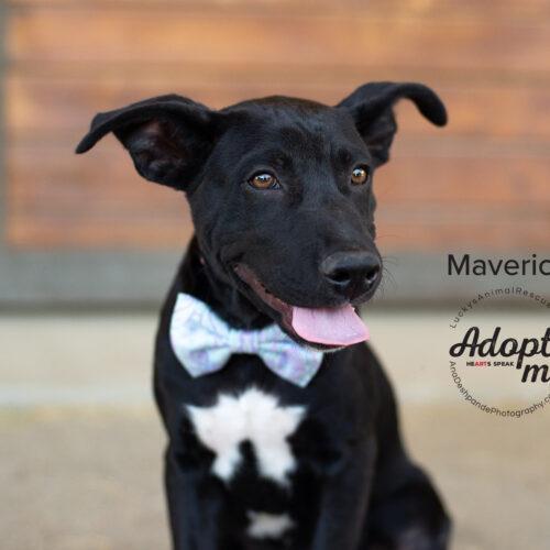 Maverick, an adopted mixed breed in Bakersfield, CA image 2/5