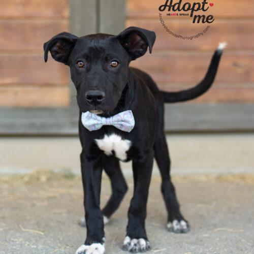 Maverick, an adopted mixed breed in Bakersfield, CA image 3/5