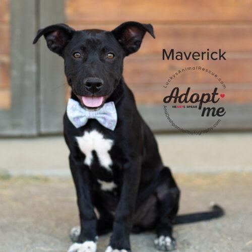 Maverick, an adopted mixed breed in Bakersfield, CA image 4/5