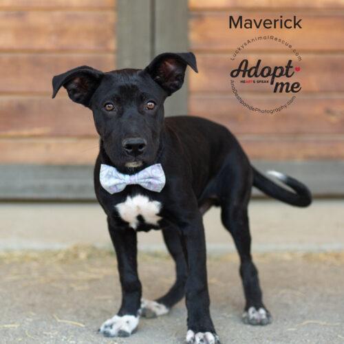 Maverick, an adopted mixed breed in Bakersfield, CA image 5/5