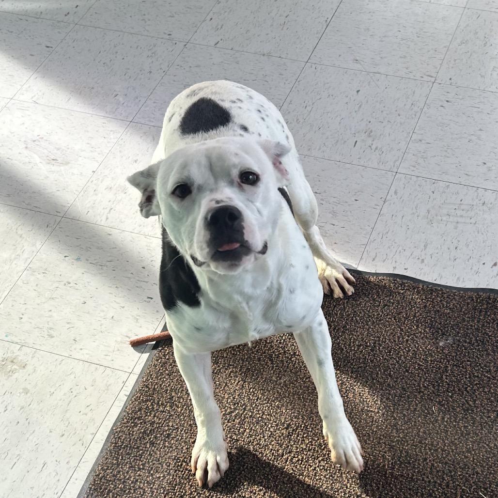 140 (2026) Cora, Adoptable, Young Female Mixed Breed.