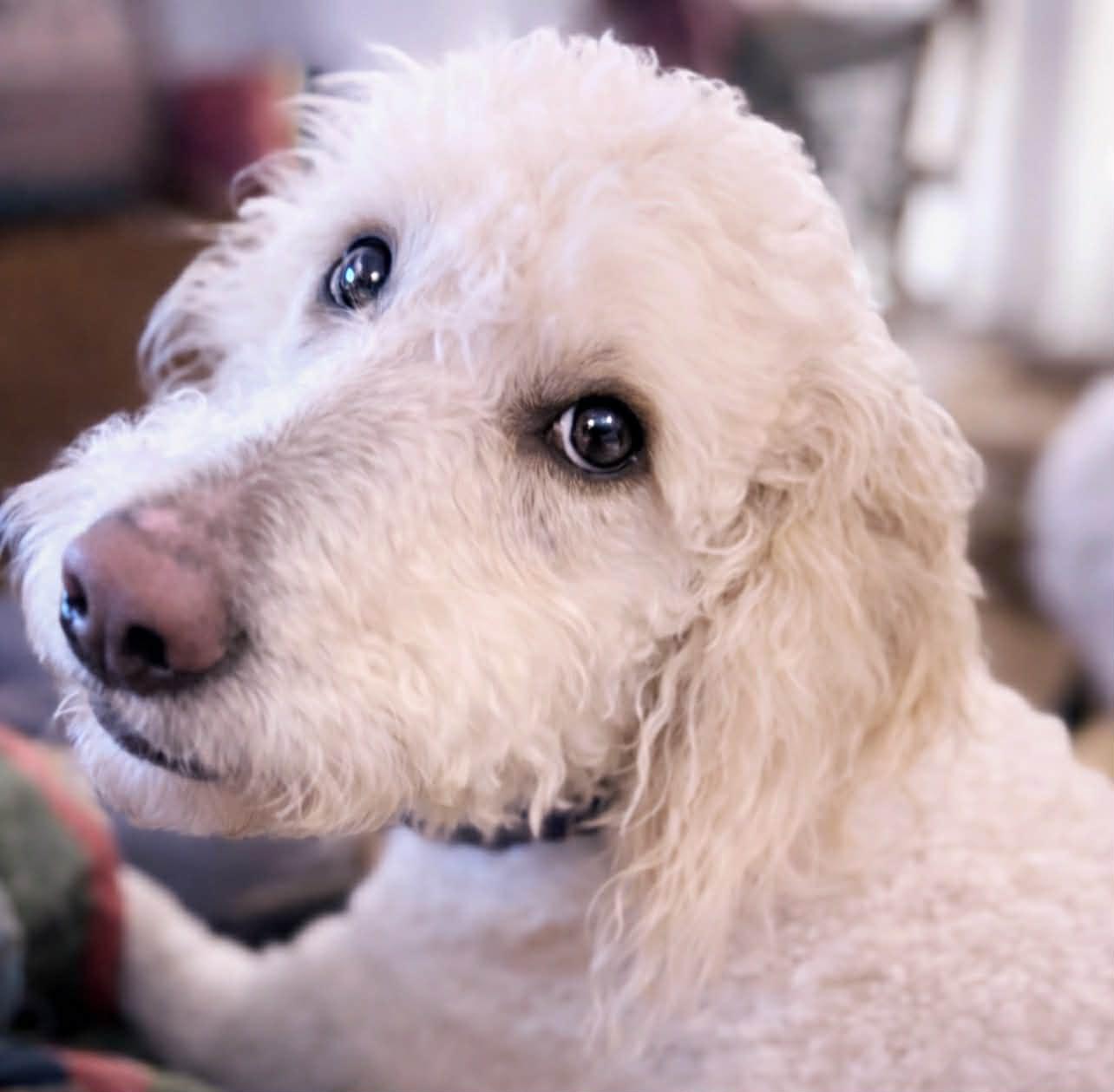 Enlarge Ollie, an adoptable Goldendoodle in Brunswick, ME image 2/4
