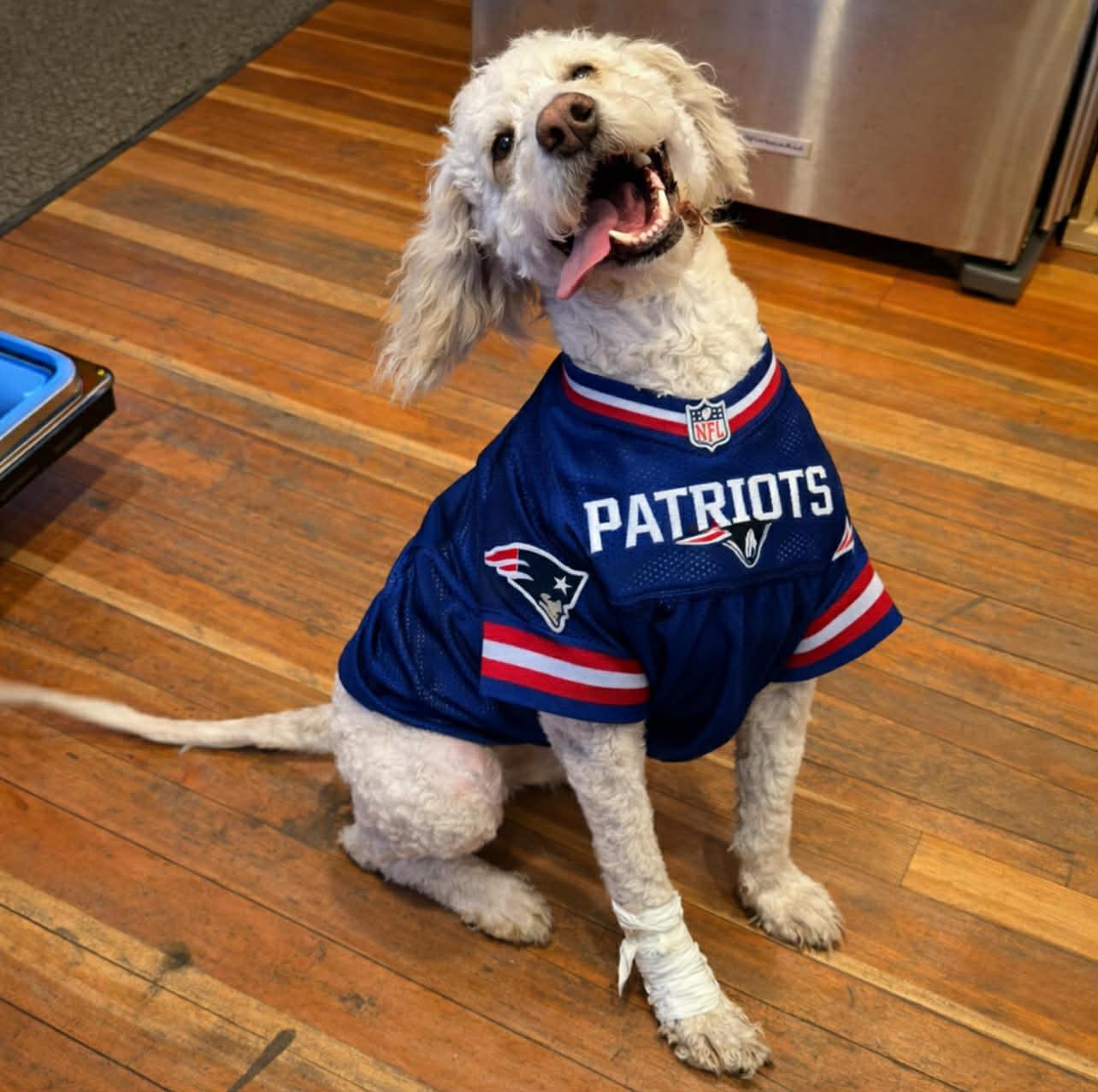 Enlarge Ollie, an adoptable Goldendoodle in Brunswick, ME image 3/4