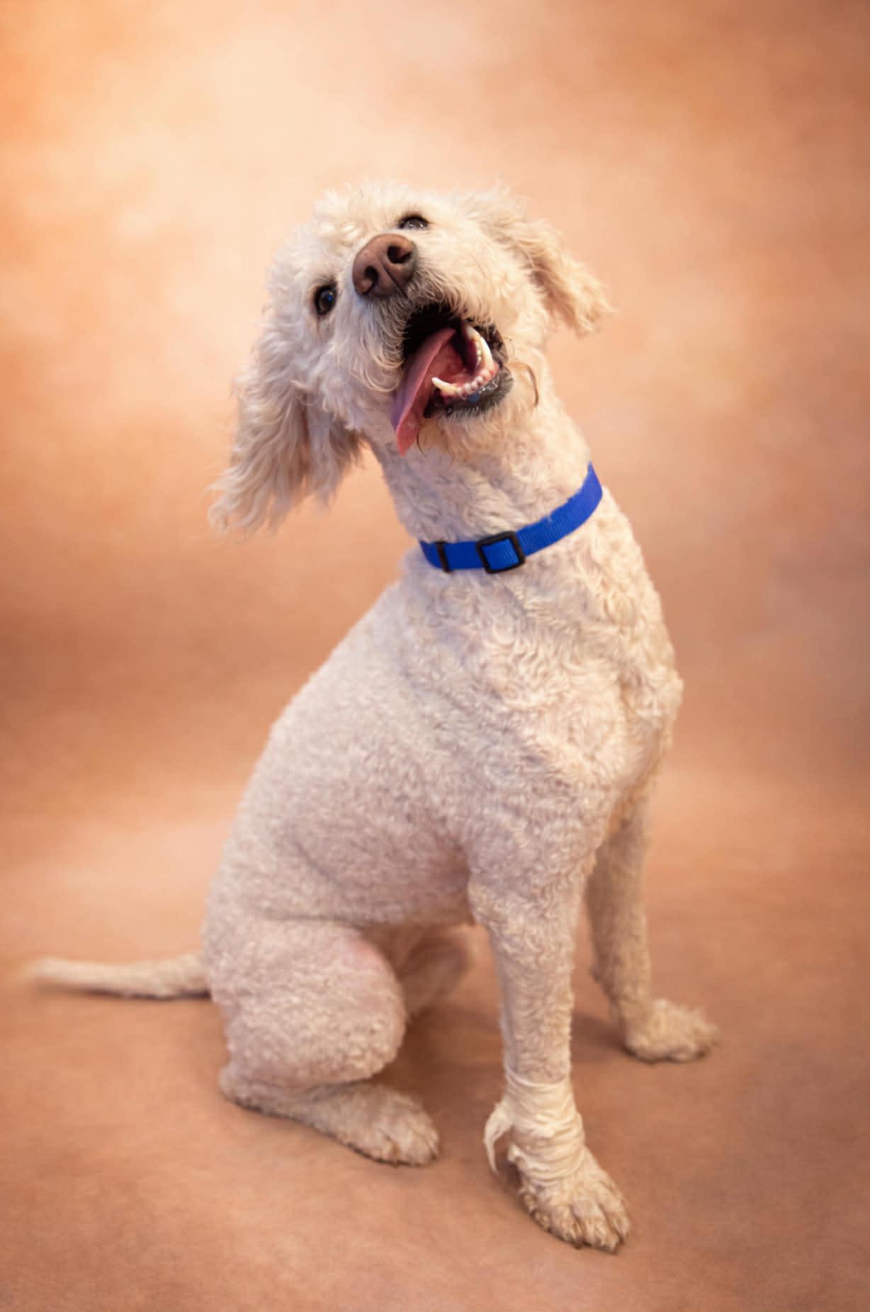 Ollie, adoptable, Adult Male Goldendoodle.