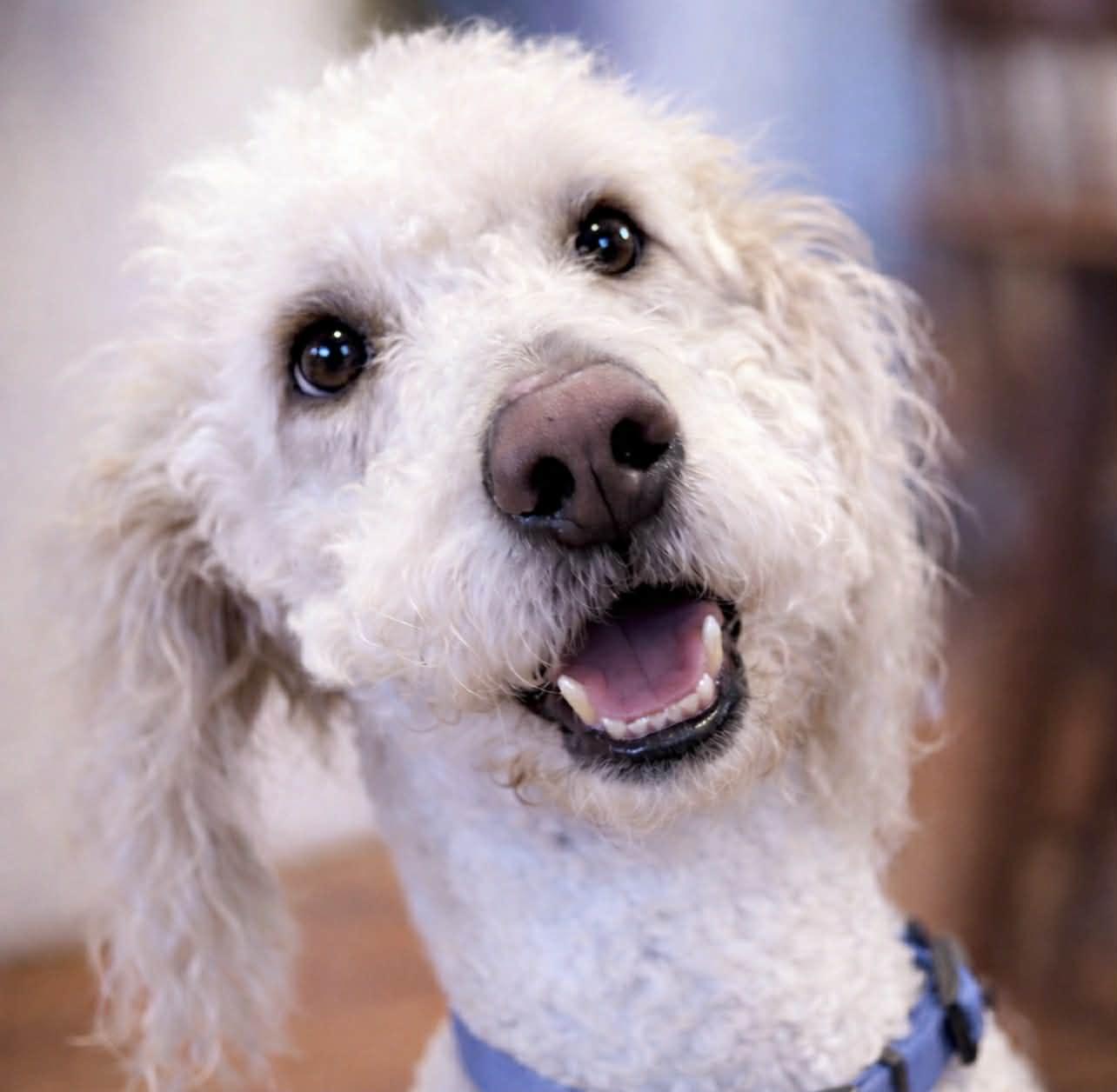 Enlarge Ollie, an adoptable Goldendoodle in Brunswick, ME image 1/4