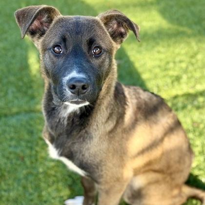 Enlarge Lou, a ADOPTABLE mixed breed in Red Bluff, CA image 1/3