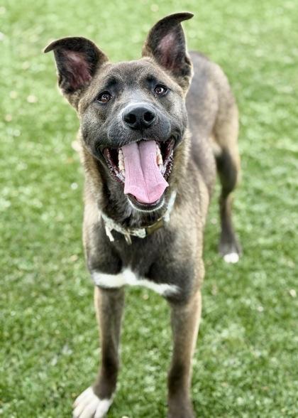 Enlarge Lou, a ADOPTABLE mixed breed in Red Bluff, CA image 2/6