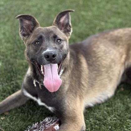 Enlarge Lou, a ADOPTABLE mixed breed in Red Bluff, CA image 3/6