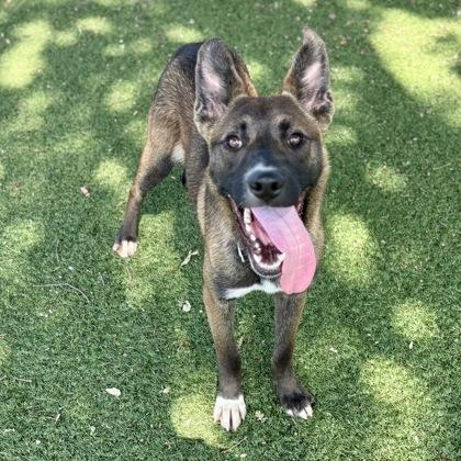 Enlarge Lou, a ADOPTABLE mixed breed in Red Bluff, CA image 1/4