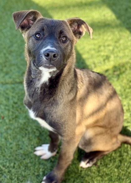 Enlarge Lou, a ADOPTABLE mixed breed in Red Bluff, CA image 2/3