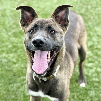 Enlarge Lou, a ADOPTABLE mixed breed in Red Bluff, CA image 1/6