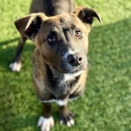 Enlarge Lou, a ADOPTABLE mixed breed in Red Bluff, CA image 3/3