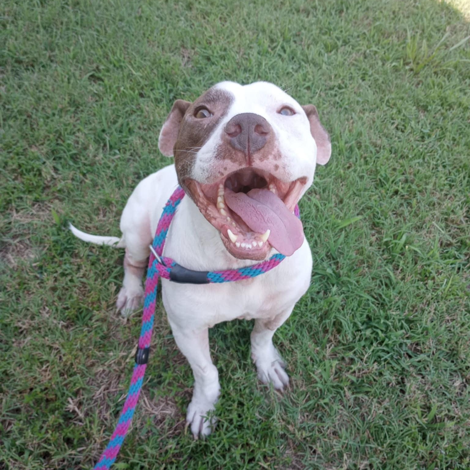 Dean, Adult Male Pit Bull Terrier