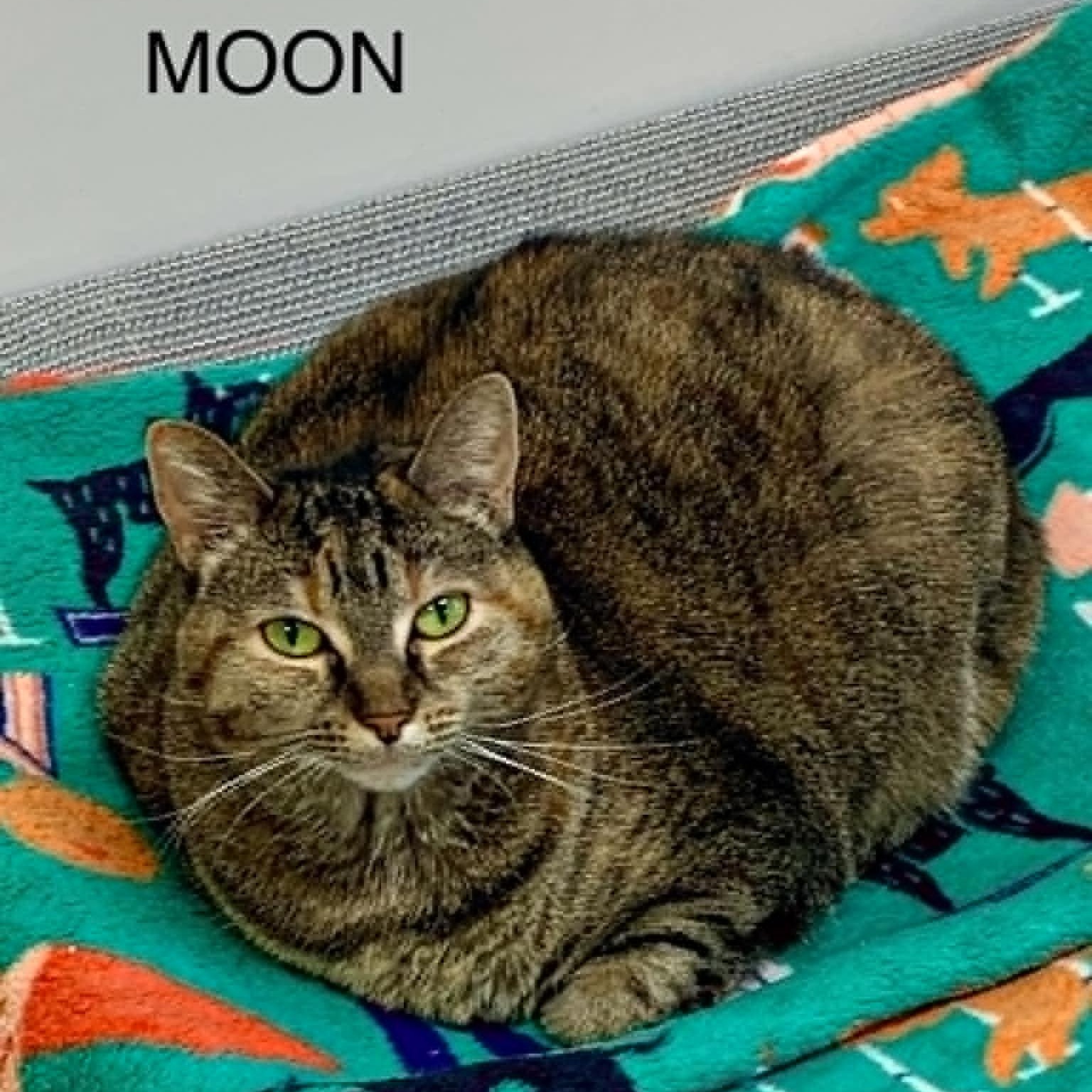 Enlarge Moon, a Adoptable Tabby in Rushville, IL image 1/1