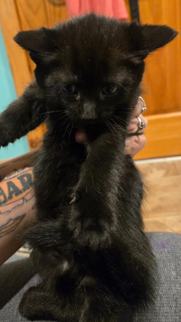 Batman, Adopted, Young Male Domestic Medium Hair.