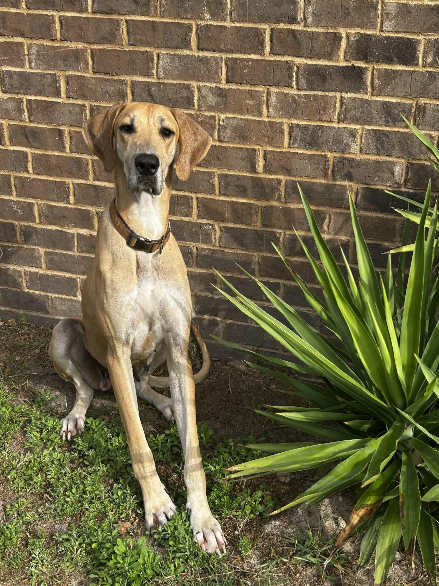 Enlarge Zelda, an adoptable Great Dane in Pensacola, FL image 1/5