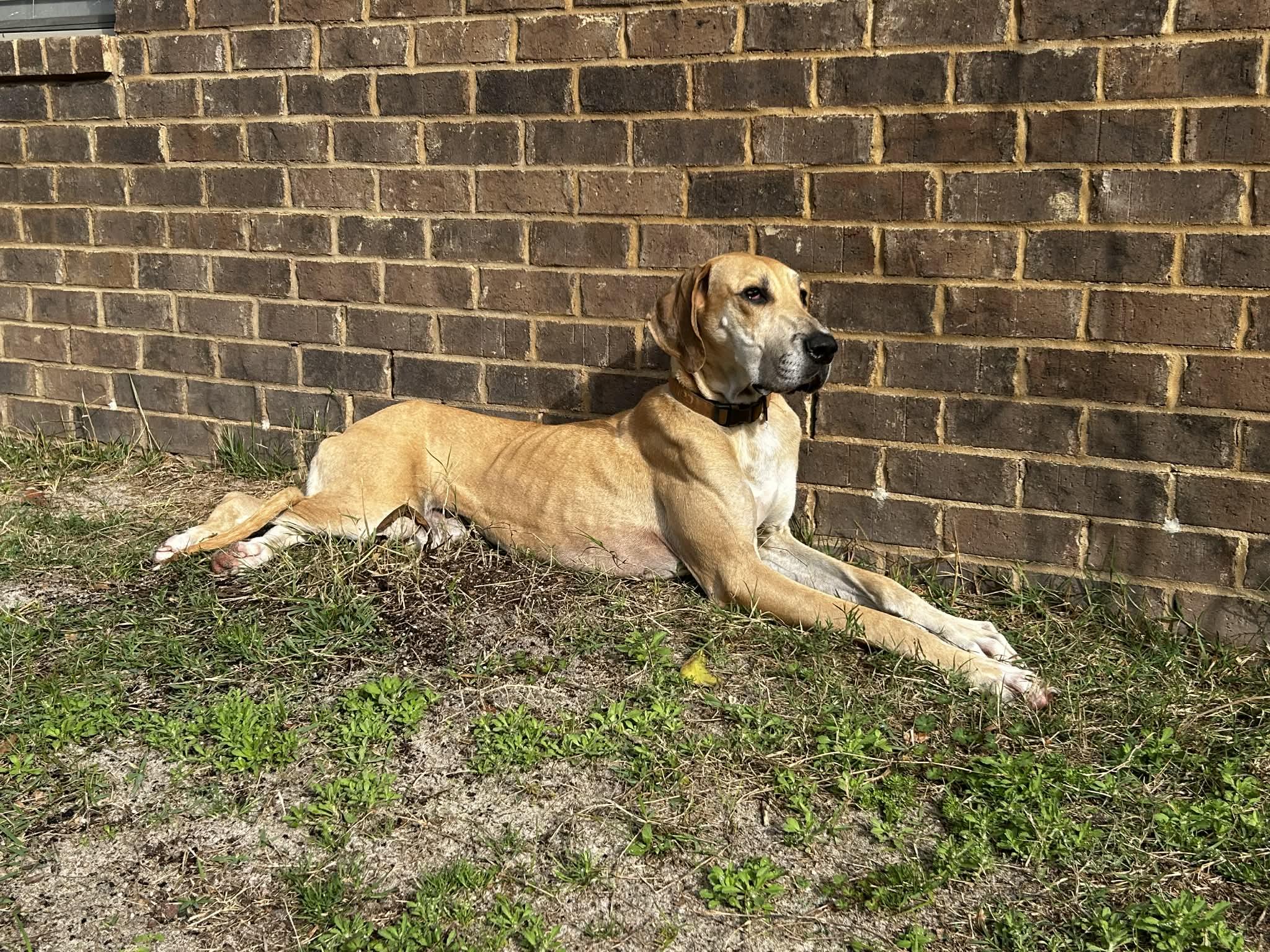 Enlarge Zelda, an adoptable Great Dane in Pensacola, FL image 3/5