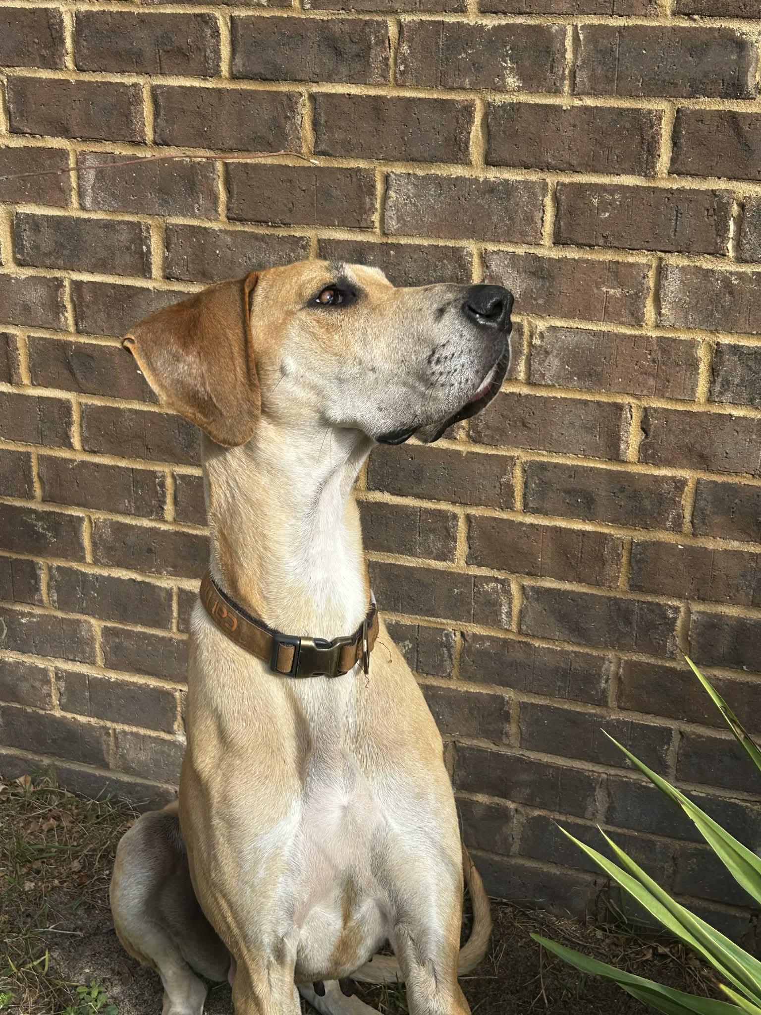 Enlarge Zelda, an adoptable Great Dane in Pensacola, FL image 4/5