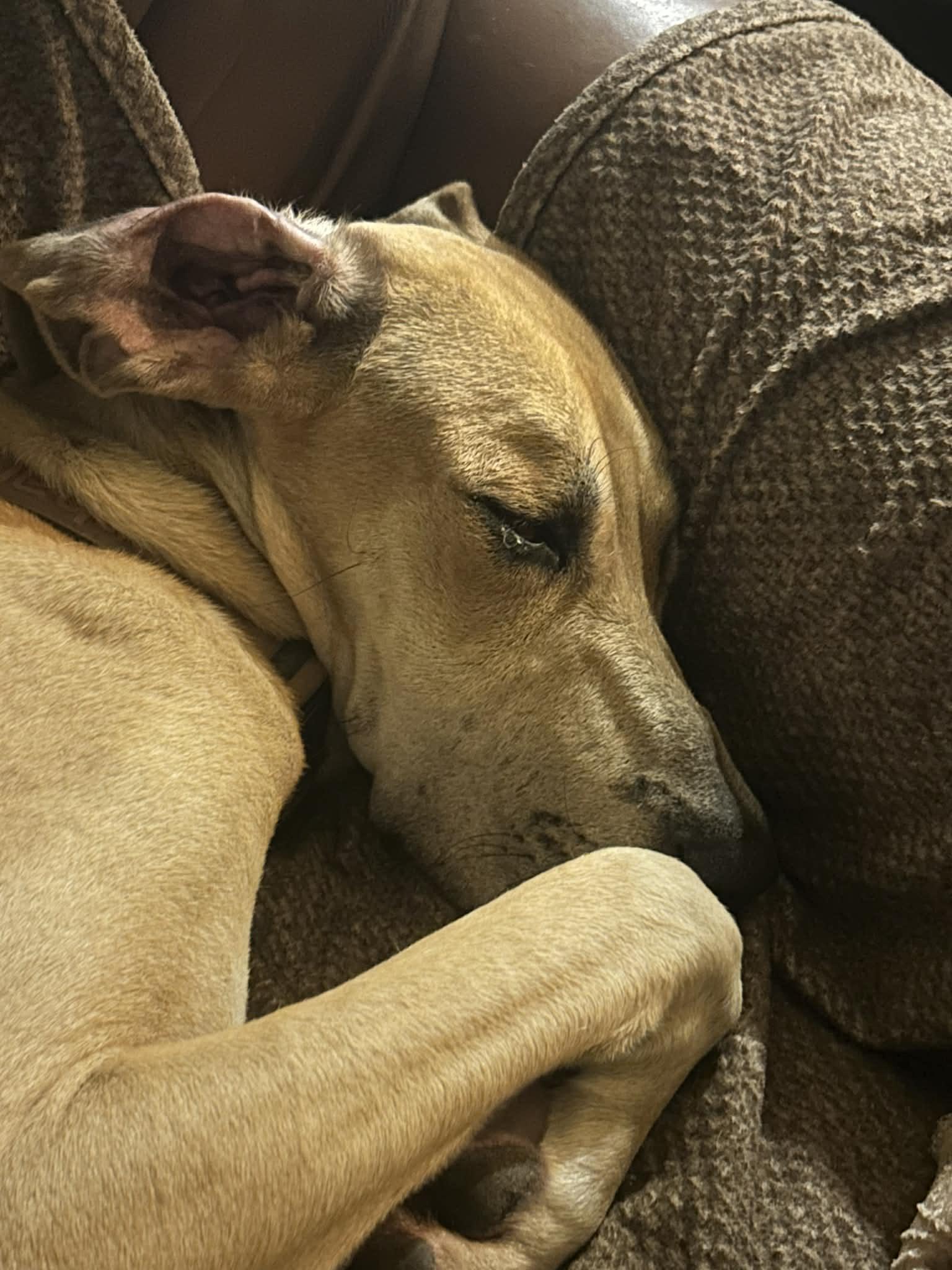 Enlarge Zelda, an adoptable Great Dane in Pensacola, FL image 2/5