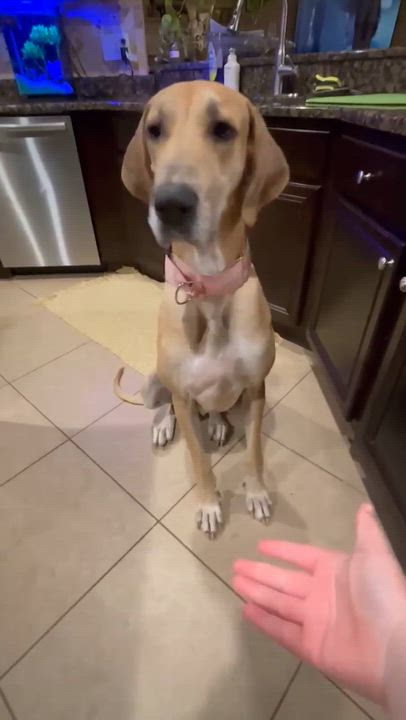 Enlarge Zelda, an adoptable Great Dane in Pensacola, FL video 5/5