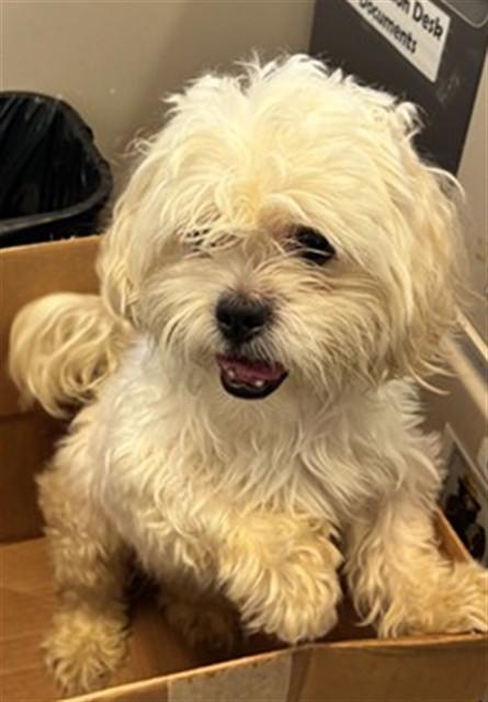 Enlarge Bentley A216869, an adopted mixed breed in Plano, TX image 1/1