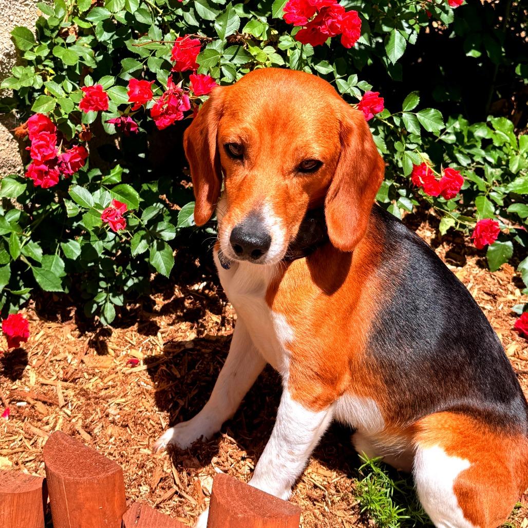 Fritz, a Adoptable Beagle in Wauwatosa, WI image 1/5