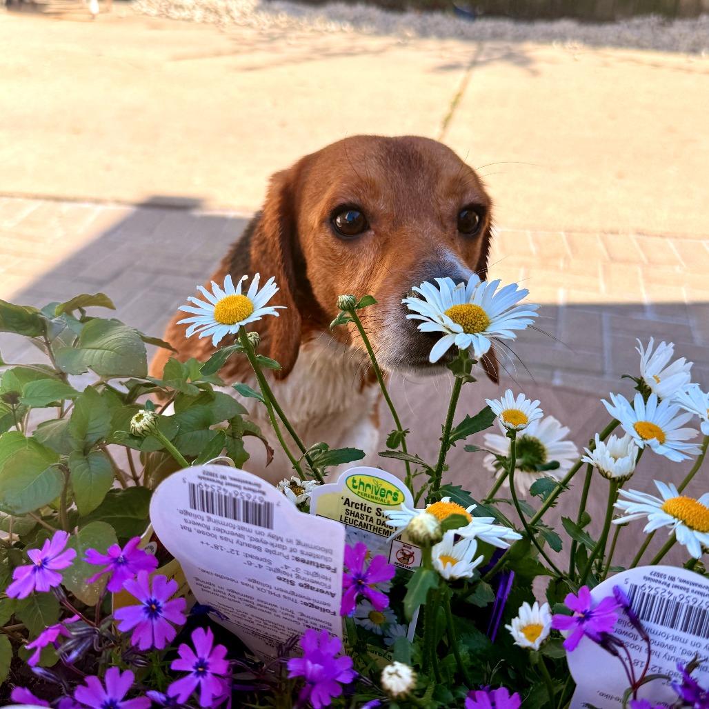 Fritz, a Adoptable Beagle in Wauwatosa, WI image 2/5