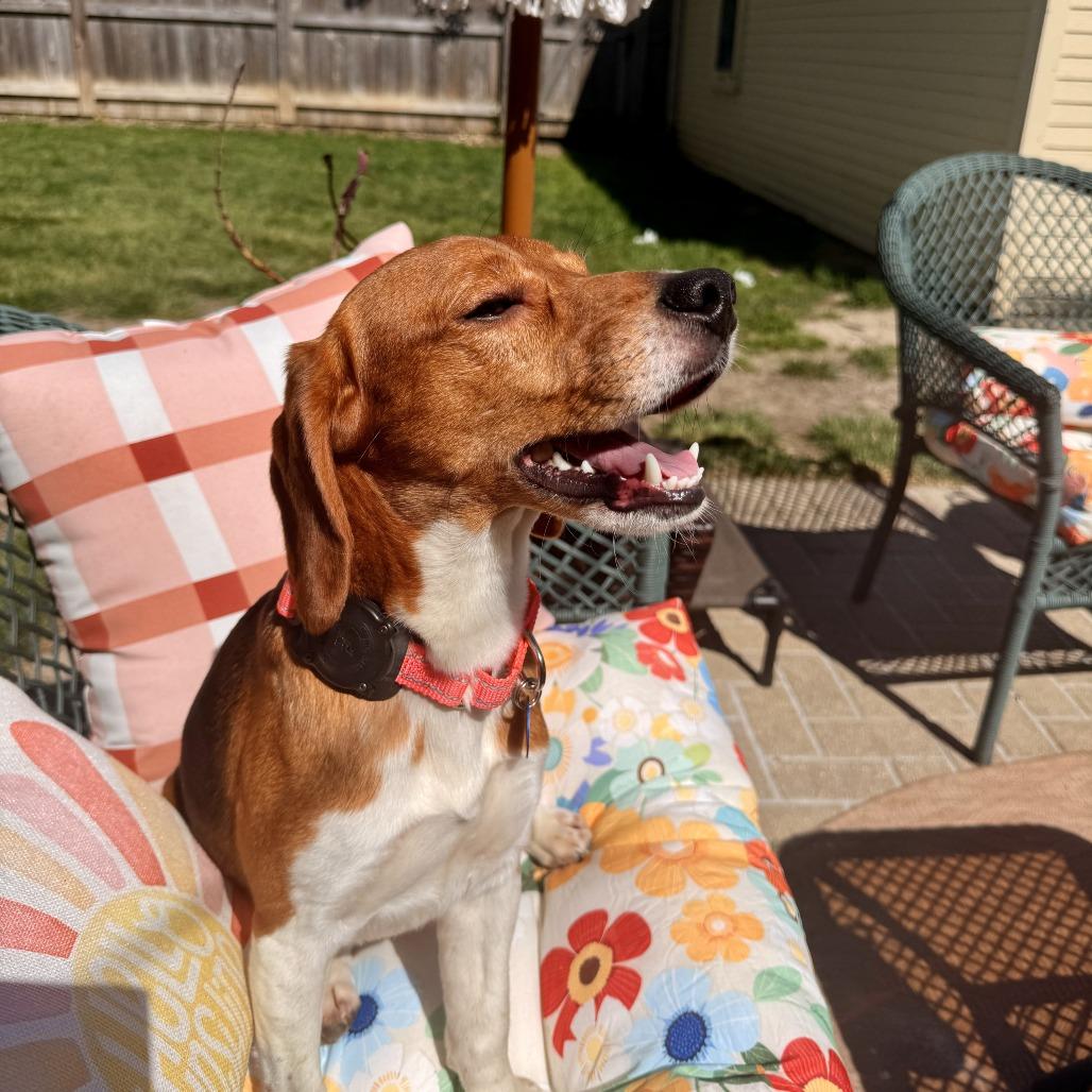 Fritz, a Adoptable Beagle in Wauwatosa, WI image 3/5