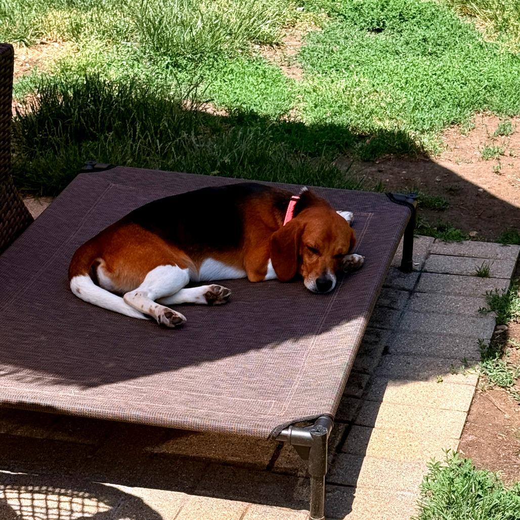 Fritz, a Adoptable Beagle in Wauwatosa, WI image 4/5