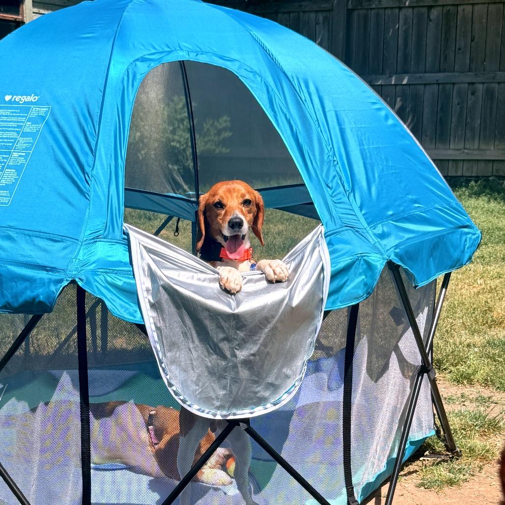 Fritz, a Adoptable Beagle in Wauwatosa, WI image 5/5
