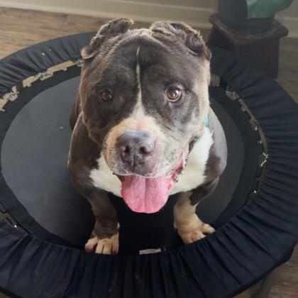 Ham Bone, Adoptable, Adult Male American Staffordshire Terrier & Mixed Breed.