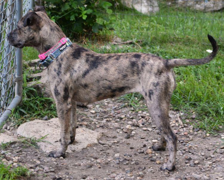 Enlarge Cookie, an adopted mixed breed in Parkville, MO image 5/6