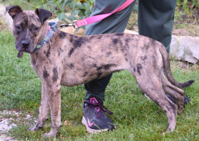 Enlarge Cookie, an adopted mixed breed in Parkville, MO image 6/6